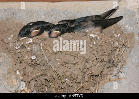 L'Envol Hirondelle rustique Hirundo rustica in Nest Banque D'Images