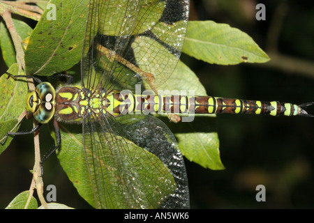 Le sud de Hawker Aeshna cyanea County Durham Banque D'Images