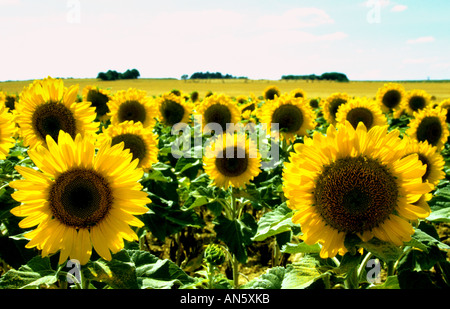 Vincent van Gogh tournesol tournesol Banque D'Images