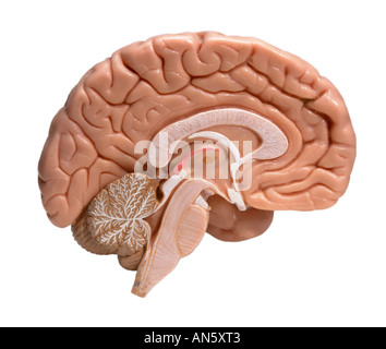 La moitié GAUCHE DU CERVEAU HUMAIN SUR FOND BLANC Banque D'Images