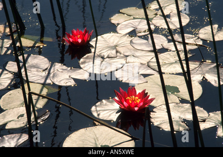 Lac de l'eau fleur fleurs campagne lily Banque D'Images