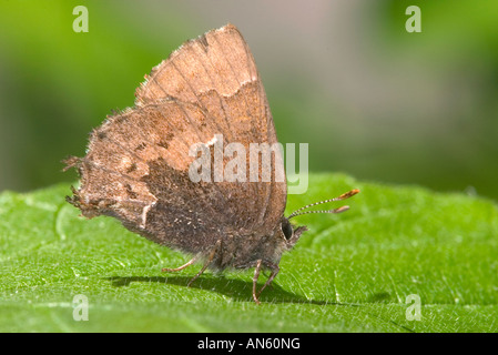 Henry's Lutin givré Callophrys henrici Roaring River State Park Barry County Florida United States 16 mai Hot Banque D'Images