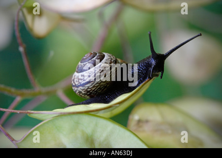 Le cep a passé sur la tête de l'escargot de semences (Arianta arbustorum) Banque D'Images