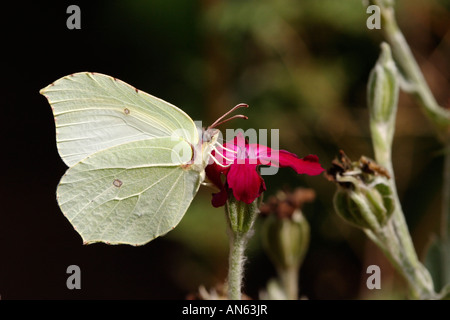 Soufre soufre Papillon (Gonepteryx rhamni) se nourrissent d'une rose campion (Lychnis coronaria) Banque D'Images