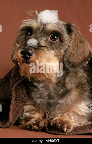 Chien Teckel poil dur miniature avec des bulles de savon sur la tête. Banque D'Images