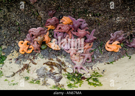 Étoiles de Mer / l'étoile de mer à marée basse extérieure. Banque D'Images