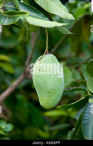 Accroché à un arbre de mangue de Jakarta, Indonésie Banque D'Images