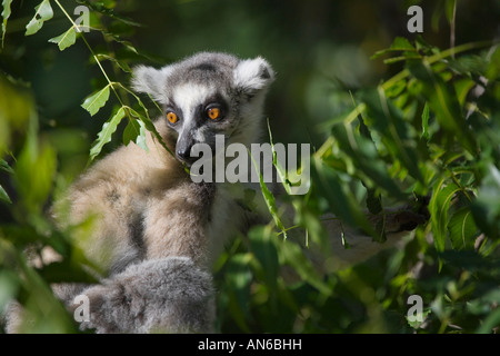 Untitled Document (Lemur catta), Parc National de Berenty, Madagascar Banque D'Images