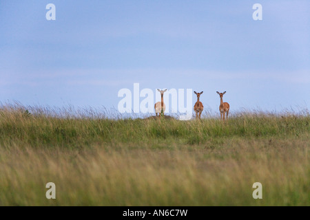 Thomson (Gazella thomsoni) dans la savane, Masai Mara, Kenya Banque D'Images