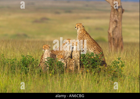 Le Guépard (Acinonyx jubatus) mère avec leurs petits, dans l'herbe, Masai Mara, Kenya Banque D'Images