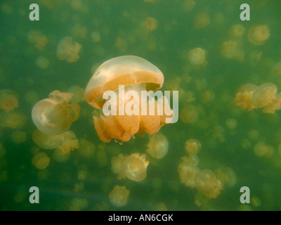 Sous-vue de méduses Mastigias or - c f papouasie etpisoni - dans Jellyfish lake Rock îles de Micronésie Palau Banque D'Images