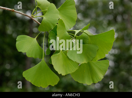 Les feuilles de ginkgo biloba Banque D'Images