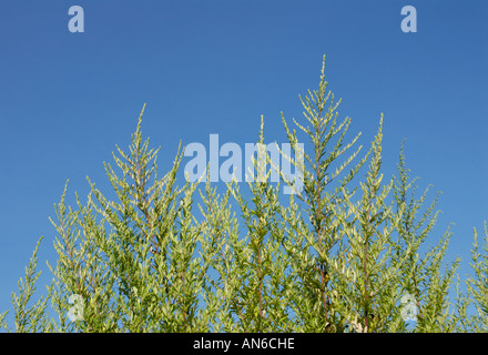 La petite herbe à poux, Ambrosia artemisiifolia, plantes contre le ciel bleu. Le pollen de l'allergène est saisonnière. Banque D'Images