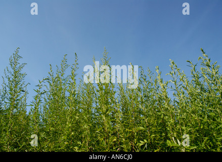 La petite herbe à poux, Ambrosia artemisiifolia, plantes contre le ciel bleu Banque D'Images