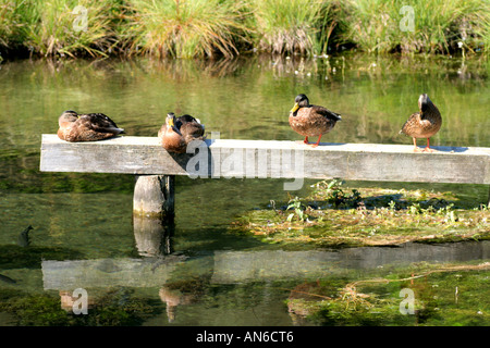 Les canards colverts assis sur un poteau au-dessus de l'eau l'Allemagne Bavière Banque D'Images