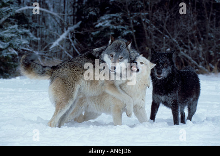 Le bois ou le loup gris Canis Lupus Minnesota USA Banque D'Images