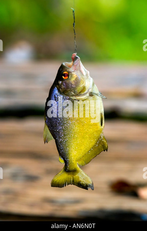 Piranha à ventre jaune accroché à une ligne de pêche. Banque D'Images