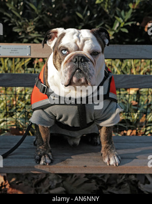 Bulldog prend un reste sur banc de parc Banque D'Images