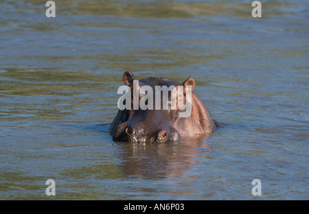 Hippopotamus amphibius hippopotames dans Le Lac Baringo au Kenya Banque D'Images