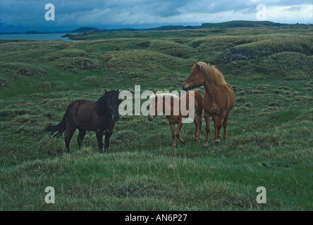 Islandais Poney cheval trois sur l'herbe Banque D'Images