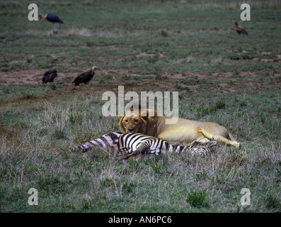 Lion Panthera leo zèbre mâle à tuer avec les vautours à capuchon et rassemblement Marabout africain Banque D'Images