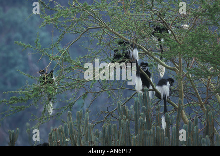 Singe Colobus Blanc Noir Colobus guereza Kenya Banque D'Images