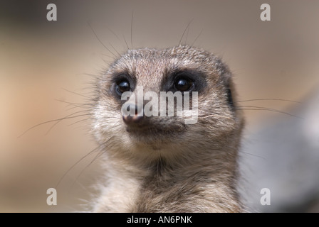 Meerkat à l'affût au Zoo de Dudley Banque D'Images