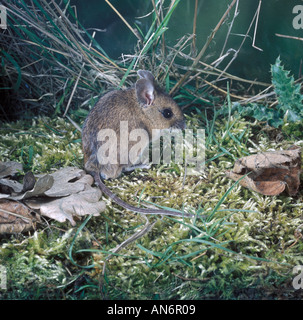 Souris bois Apodemus sylvaticus sur mousse feuilles mortes à l'autre Banque D'Images