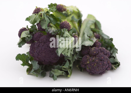 Brassica oleracea italica Purple Sprouting Brocoli Banque D'Images