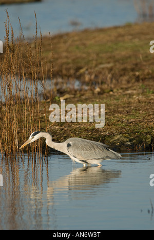 Héron cendré Ardea cinerea : Banque D'Images