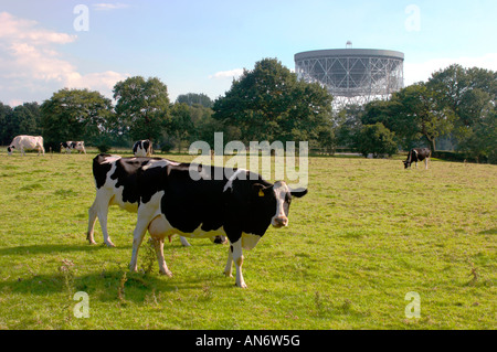 Le pâturage des vaches Frisonnes dans un champ,en face du radiotélescope de Jodrell Bank, dans le Cheshire en Angleterre. Banque D'Images