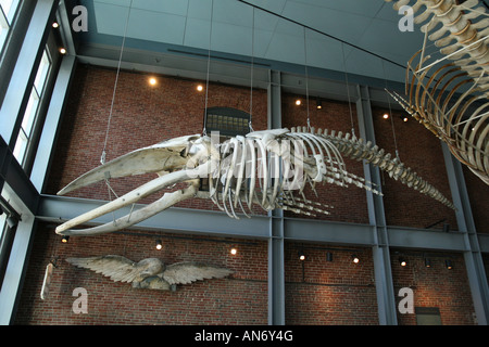 Squelette de baleine Whaling Museum New Bedford Massachusetts USA Banque D'Images