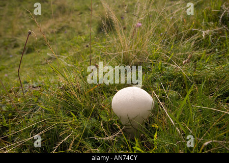Un champignon Vesse (Lycoperdon perlatum) dans un pré (France). Vesse de loup (Lycoperdon perlatum) dans un pré (France). Banque D'Images