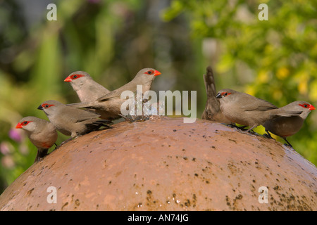 Waxbills Estrilda astrild commun à l'eau potable jardin fontaine de Walvis Bay en Namibie Novembre Banque D'Images