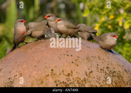 Waxbills Estrilda astrild commun à l'eau potable jardin fontaine de Walvis Bay en Namibie Novembre Banque D'Images
