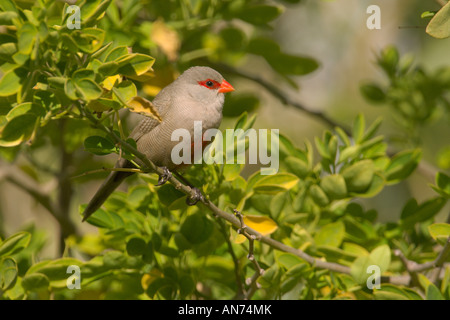 Common waxbill Estrilda astrild Novembre Namibie Walvis Bay adultes Banque D'Images