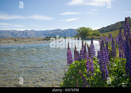 Les lupins sauvages poussent le long des rives de la rivière près de Omarama Ahuriri - les falaises d'argile célèbre arrière-plan visible à droite Banque D'Images