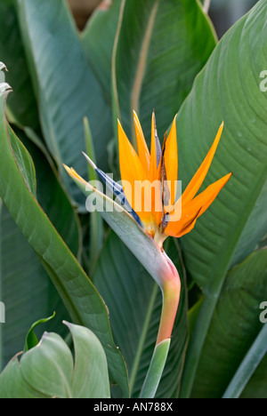 Oiseau du Paradis - Strelitzia reginae fleurs humilis Banque D'Images