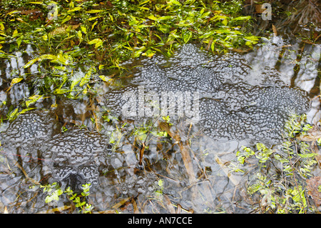 Frog pond frayer en UK Banque D'Images