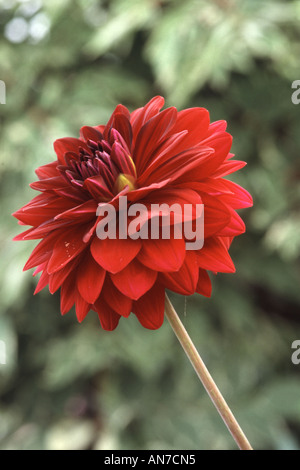 Dahlia ARABIAN NIGHT Banque D'Images