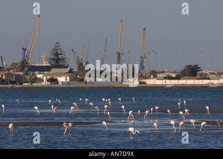 Plus de flamants roses Phoenicopterus ruber à Walvis Bay en Namibie Novembre Banque D'Images