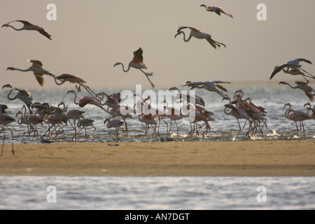 Plus de flamants roses Phoenicopterus ruber à Walvis Bay en Namibie Novembre Banque D'Images