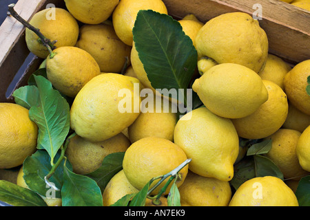 Citrons avec laisse un fort de citrons jaune vif avec leurs feuilles sombres mélangés dans le marché aux poissons Catane Sicile Italie Banque D'Images