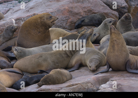 Cape fur seal Arctocephalus pusillus colonie à Cape Cross en Namibie Novembre Banque D'Images