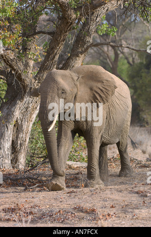 Adapté du désert African elephant Loxodonta africana femme adulte dans la vallée de la rivière Huab Damaraland Namibie Novembre Banque D'Images