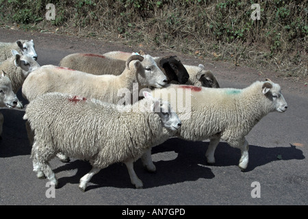 Les moutons sont parqués le long de la route. Le Somerset. Ebgland Banque D'Images