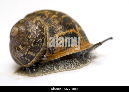 escargot Banque D'Images