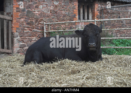 Aberdeen Angus bull 'Mandarin'. Bull utilisé à Londres Parade pour Queen Mother's 100e anniversaire Banque D'Images