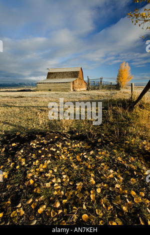 Tôt le matin d'or de la lumière sur une vieille grange Moulton sur Mormon Row dans le Grand Teton National Park
