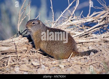 Spermophile Uinta Citellus armatus Bear Lake National Wildlife Refuge Etats-unis IDAHO Sciuridae adultes Juillet Banque D'Images